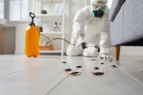 Post-Treatment Bed Bug Interceptor Monitoring in La Blanca